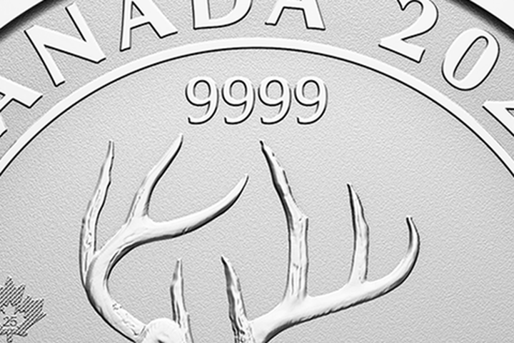 White-tailed deer antlers engraving detail