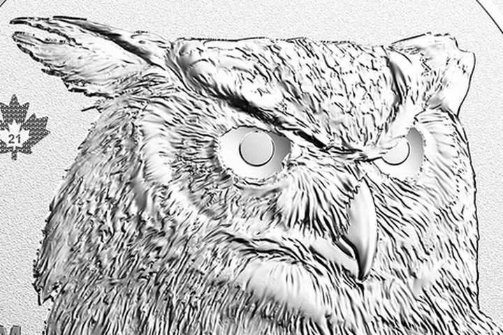 Great-horned owl eyes engraving detail