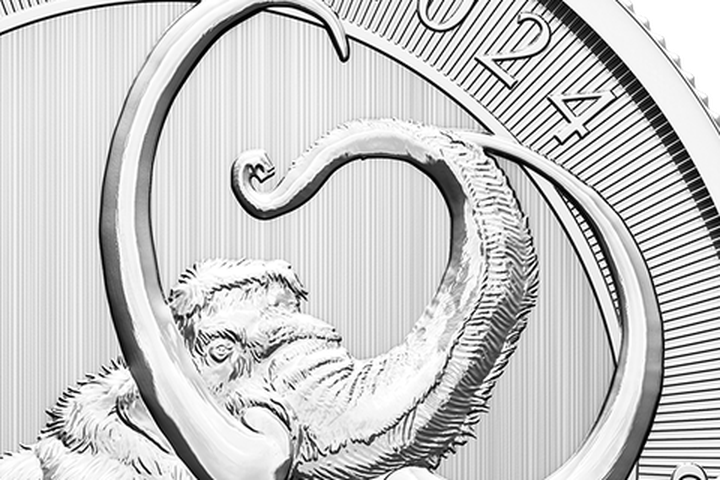 Tusks and winter coat engraving detail